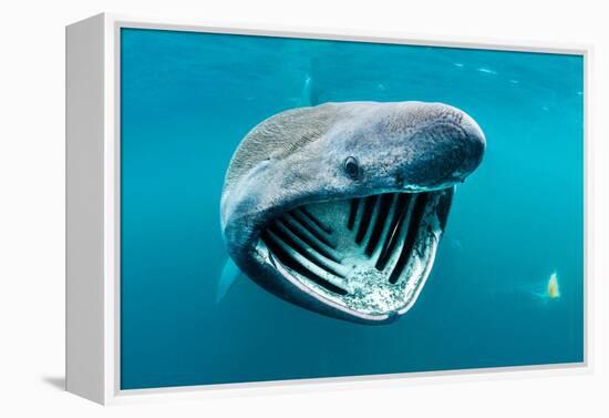 Basking shark feeding on plankton, Inner Hebrides, Scotland-Alex Mustard-Framed Premier Image Canvas