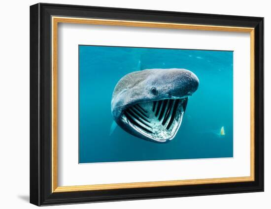 Basking shark feeding on plankton, Inner Hebrides, Scotland-Alex Mustard-Framed Photographic Print