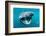 Basking shark feeding on plankton, Inner Hebrides, Scotland-Alex Mustard-Framed Photographic Print