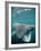 Basking Shark Mouth Open-null-Framed Photographic Print