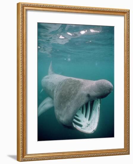 Basking Shark Mouth Open-null-Framed Photographic Print