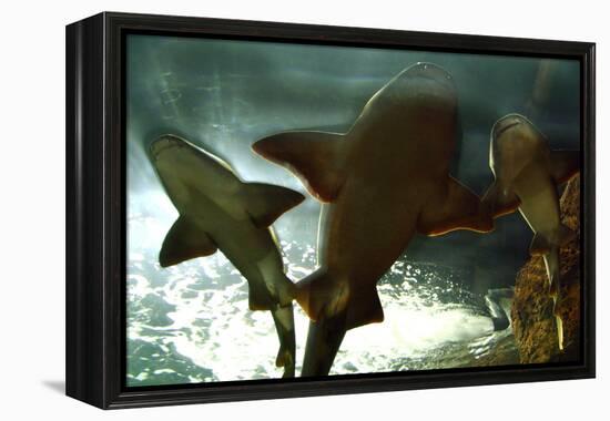 Basking Sharks in the Aquarium, Loro Parque, Tenerife, Canary Islands, 2007-Peter Thompson-Framed Premier Image Canvas