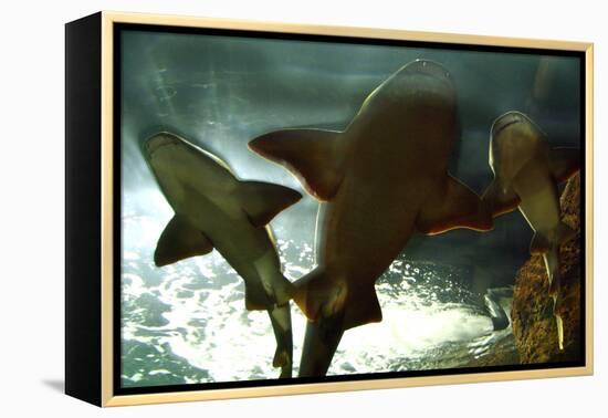 Basking Sharks in the Aquarium, Loro Parque, Tenerife, Canary Islands, 2007-Peter Thompson-Framed Premier Image Canvas