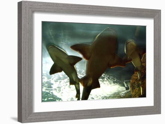 Basking Sharks in the Aquarium, Loro Parque, Tenerife, Canary Islands, 2007-Peter Thompson-Framed Photographic Print