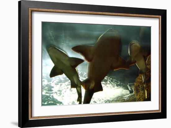 Basking Sharks in the Aquarium, Loro Parque, Tenerife, Canary Islands, 2007-Peter Thompson-Framed Photographic Print