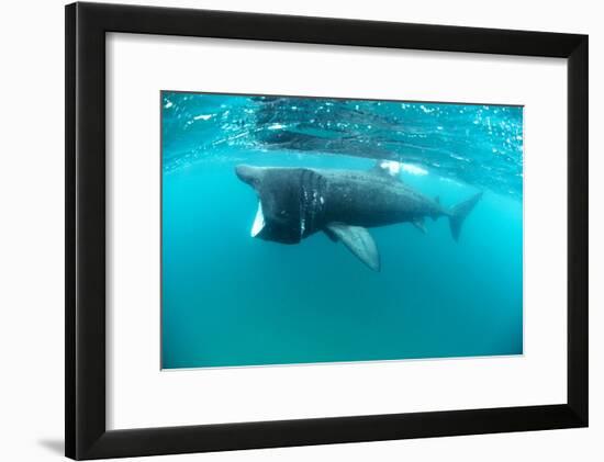 Basking Sharks-Louise Murray-Framed Photographic Print
