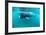 Basking Sharks-Louise Murray-Framed Photographic Print