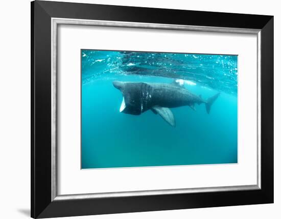 Basking Sharks-Louise Murray-Framed Photographic Print