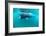 Basking Sharks-Louise Murray-Framed Photographic Print