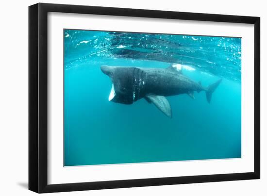 Basking Sharks-Louise Murray-Framed Photographic Print
