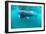 Basking Sharks-Louise Murray-Framed Photographic Print