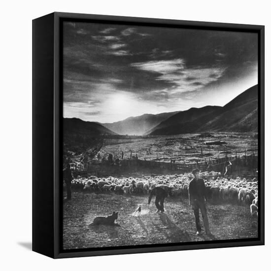 Basque Shepherd, Recent Immigrant from Macaye, France-Carl Mydans-Framed Premier Image Canvas