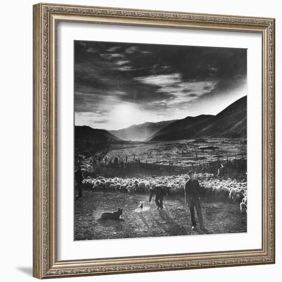 Basque Shepherd, Recent Immigrant from Macaye, France-Carl Mydans-Framed Photographic Print