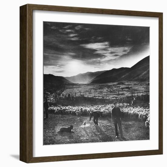 Basque Shepherd, Recent Immigrant from Macaye, France-Carl Mydans-Framed Photographic Print