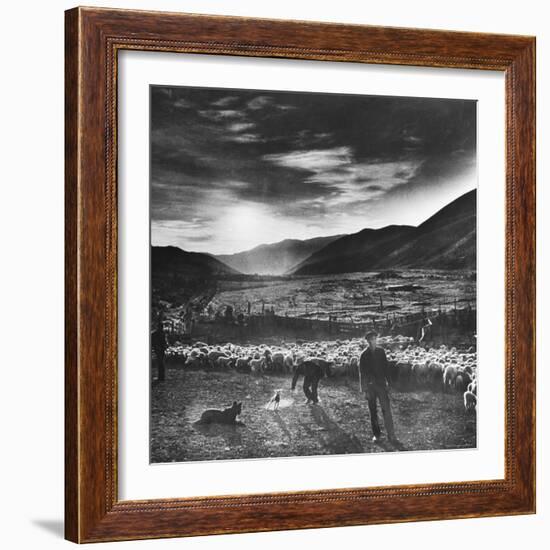 Basque Shepherd, Recent Immigrant from Macaye, France-Carl Mydans-Framed Photographic Print