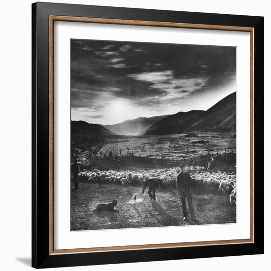 Basque Shepherd, Recent Immigrant from Macaye, France-Carl Mydans-Framed Photographic Print