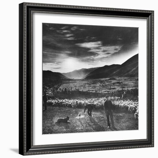 Basque Shepherd, Recent Immigrant from Macaye, France-Carl Mydans-Framed Photographic Print