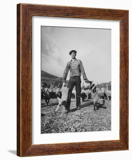 Basque Shepherder Bertrand Borda Doing What He Does Best-null-Framed Photographic Print