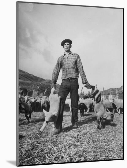 Basque Shepherder Bertrand Borda Doing What He Does Best-null-Mounted Photographic Print