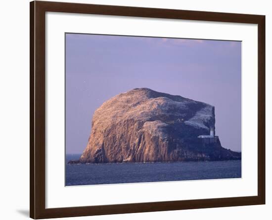 Bass Rock, Large Gannet Colony of around 80000 Nests, Near North Berwick, East Lothian, Scotland-Patrick Dieudonne-Framed Photographic Print