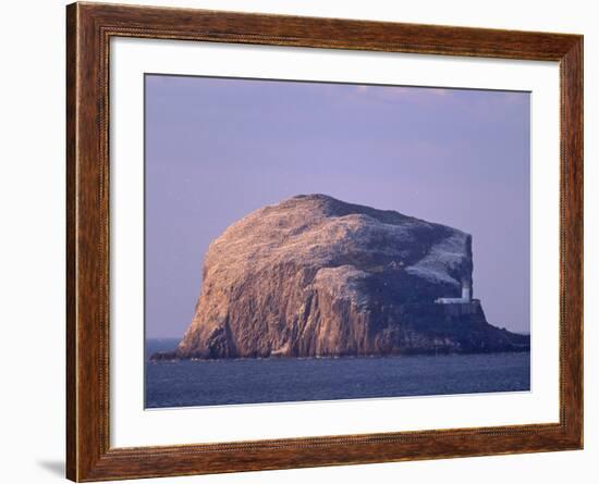 Bass Rock, Large Gannet Colony of around 80000 Nests, Near North Berwick, East Lothian, Scotland-Patrick Dieudonne-Framed Photographic Print