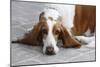 Basset Hound 03-Bob Langrish-Mounted Photographic Print