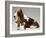 Basset Hound and Puppy-Sandro Nardini-Framed Giclee Print