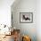 Basset Hound and Puppy-Sandro Nardini-Framed Giclee Print displayed on a wall