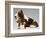 Basset Hound and Puppy-Sandro Nardini-Framed Giclee Print