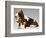 Basset Hound and Puppy-Sandro Nardini-Framed Giclee Print