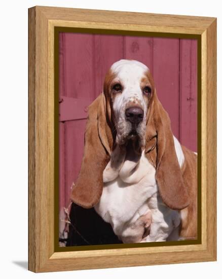 Basset Hound Breed, USA, North America-Lynn M. Stone-Framed Premier Image Canvas