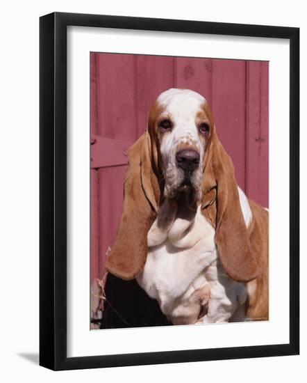 Basset Hound Breed, USA, North America-Lynn M. Stone-Framed Photographic Print