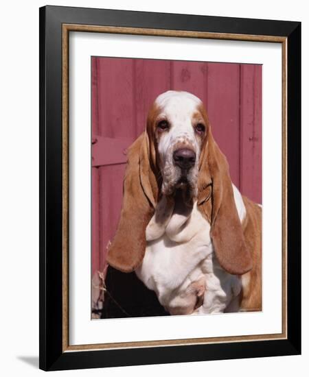 Basset Hound Breed, USA, North America-Lynn M. Stone-Framed Photographic Print
