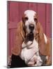 Basset Hound Breed, USA, North America-Lynn M. Stone-Mounted Photographic Print