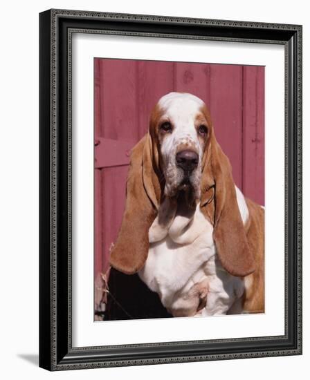 Basset Hound Breed, USA, North America-Lynn M. Stone-Framed Photographic Print