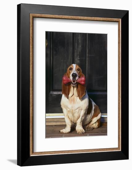 Basset Hound Carrying a Dog Bone-DLILLC-Framed Photographic Print