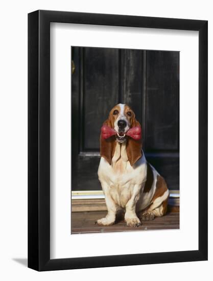 Basset Hound Carrying a Dog Bone-DLILLC-Framed Photographic Print