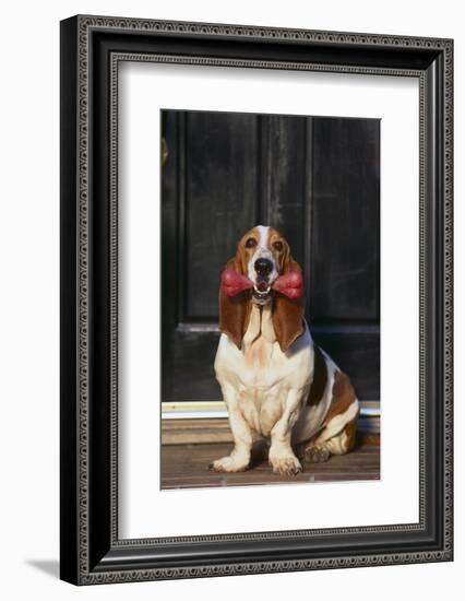Basset Hound Carrying a Dog Bone-DLILLC-Framed Photographic Print