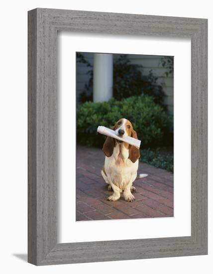 Basset Hound Fetching Newspaper-DLILLC-Framed Photographic Print