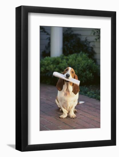 Basset Hound Fetching Newspaper-DLILLC-Framed Photographic Print