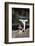 Basset Hound Fetching the Mail-DLILLC-Framed Photographic Print