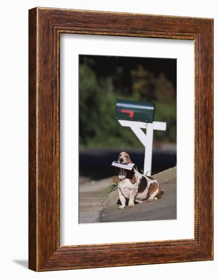 Basset Hound Fetching the Mail-DLILLC-Framed Photographic Print