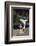 Basset Hound Fetching the Mail-DLILLC-Framed Photographic Print