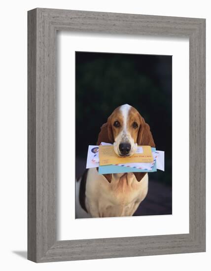 Basset Hound Fetching the Mail-DLILLC-Framed Photographic Print