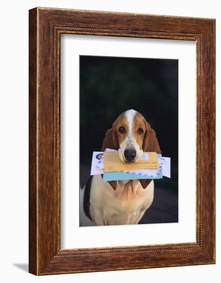 Basset Hound Fetching the Mail-DLILLC-Framed Photographic Print