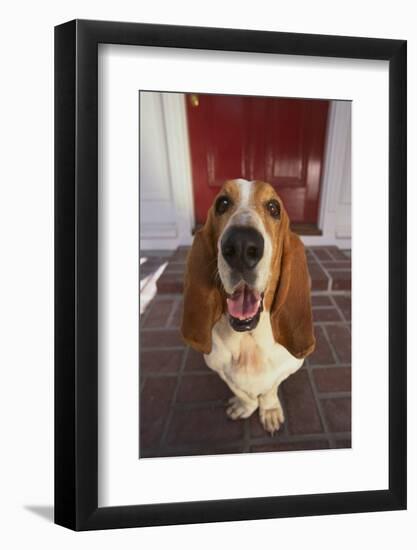 Basset Hound Fetching the Mail-DLILLC-Framed Photographic Print