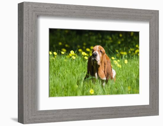 Basset Hound in Spring Grasses-Zandria Muench Beraldo-Framed Photographic Print