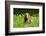 Basset Hound in Spring Grasses-Zandria Muench Beraldo-Framed Photographic Print