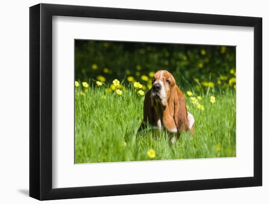 Basset Hound in Spring Grasses-Zandria Muench Beraldo-Framed Photographic Print