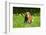 Basset Hound in Spring Grasses-Zandria Muench Beraldo-Framed Photographic Print